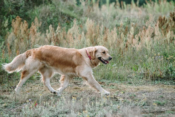 Golden Retriever Dog Lies Grass — Stock Photo, Image
