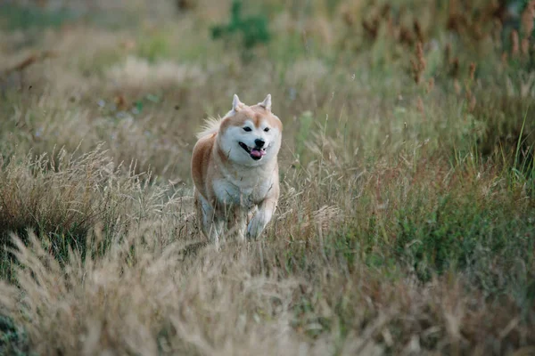 Shiba Inu Cão Correndo Grama — Fotografia de Stock