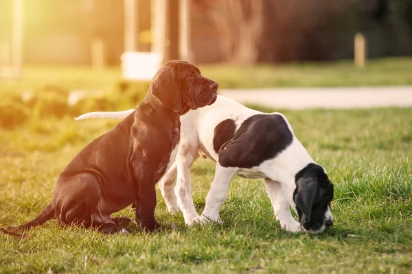 Puppy Grote Dane Het Gras — Stockfoto