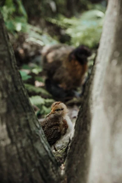 若い子の絹の鶏に近づいて — ストック写真