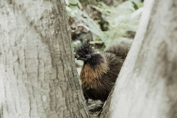 Nahaufnahme Von Baby Seidenhuhn Und Mutter — Stockfoto