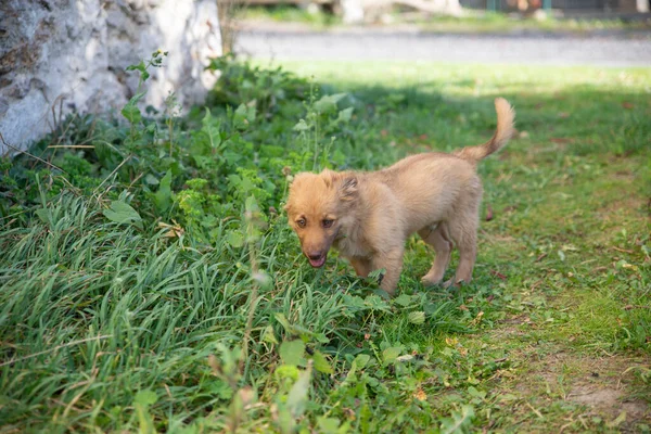 Zbliżenie Cute Brązowy Mieszany Pies Rasy Trawie — Zdjęcie stockowe