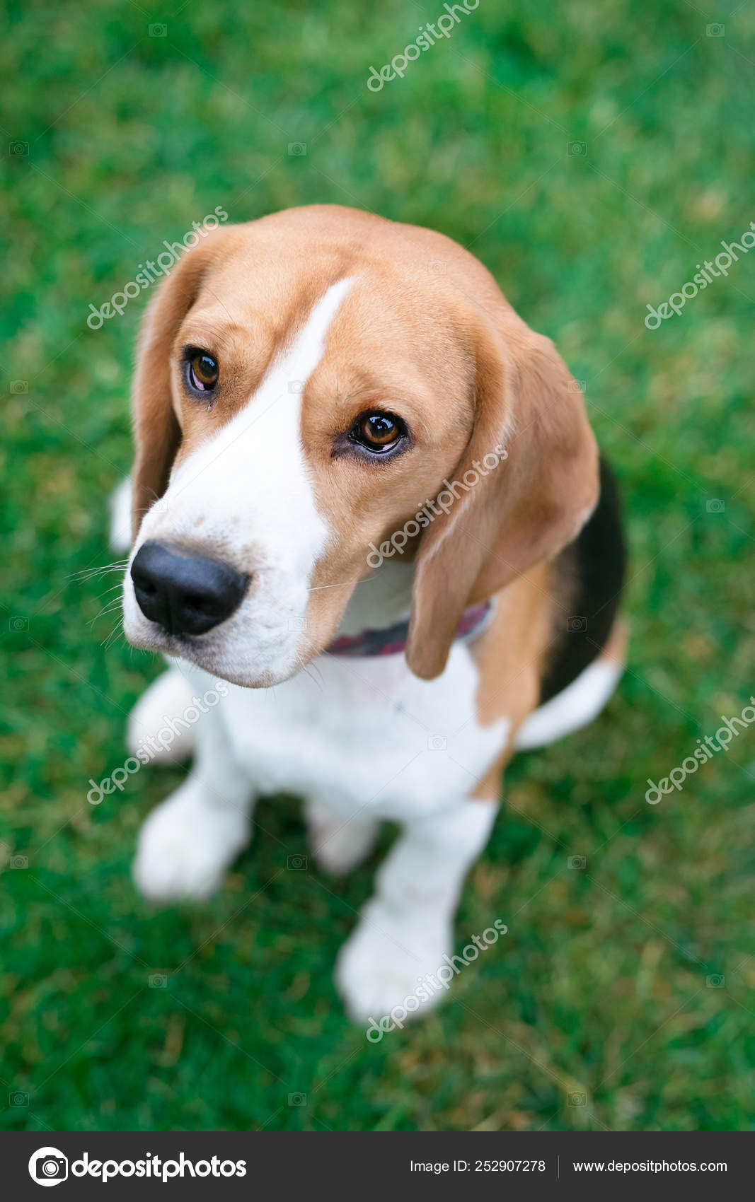 beagle dogs