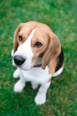 güzel beagle köpek parkı