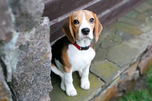 Schöne Beagle Hunde Park — Stockfoto