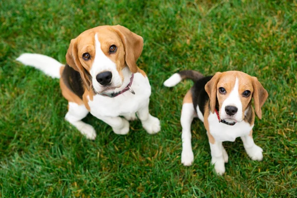 Schöne Beagle-Hunde im Park — Stockfoto