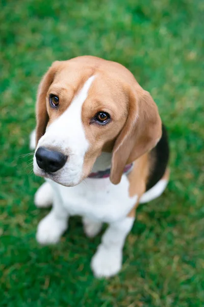 Schöne Beagle Hunde Park — Stockfoto