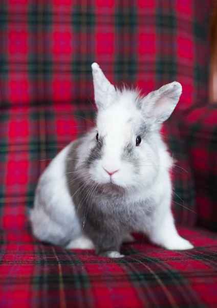 Liten påskharen på en rutig bakgrund — Stockfoto