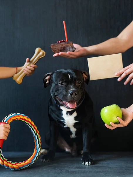 Divertente bullterrier staffordshire posa sulla camera.Dog accetta gif — Foto Stock