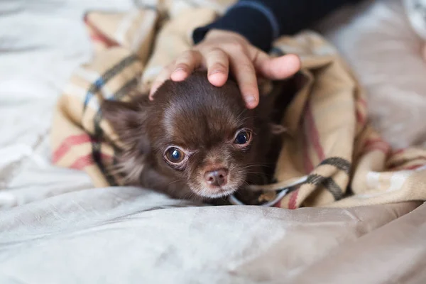 Auf Der Bettdecke Sitzen Kleine Hunde Der Rasse Toy Terrier — Stockfoto