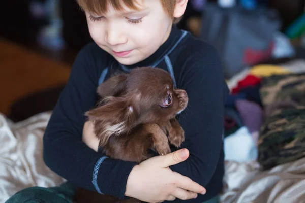 Small Dogs Breed Toy Terrier Sit Bedspread Kid Hugs Dogs — Stock Photo, Image