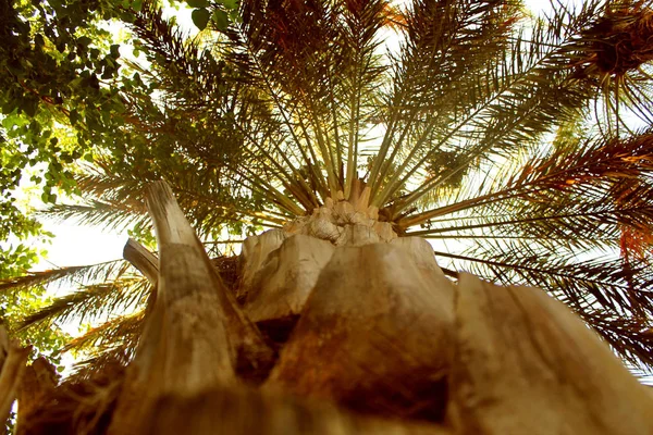 Date Palm Sunset Oasis Sahara Desert Tunisia — Stock Photo, Image