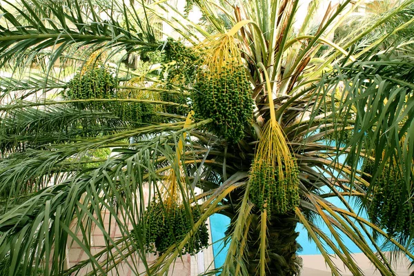 date palm with young fruits on the background of the blue pool