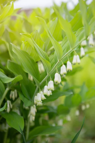 Kwiat Polygonatum odoratum, znany jako narożna pieczęć Salomona lub pachnąca pieczęć Salomona — Zdjęcie stockowe