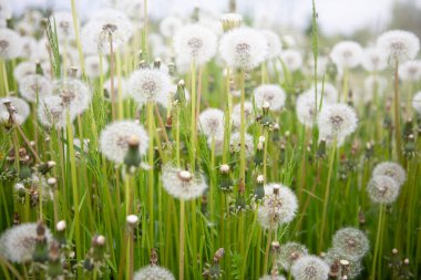 Gün ışığında çayırda karahindiba.