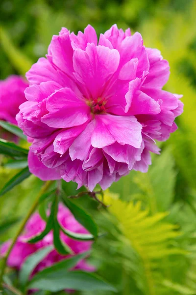 Цветок пиона цветет в саду — стоковое фото