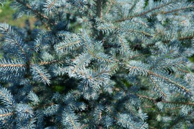 İnce mavi ladin dalları. Noel ağacı.