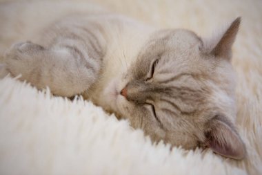 Şirin kedi yumuşak halıda uyuyor.