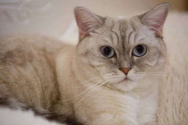 Vue rapprochée d'un chat britannique rayé gris aux yeux bleus. Animaux et concept de style de vie. — Photo