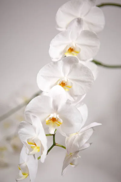 白い背景に美しい白い蘭 — ストック写真