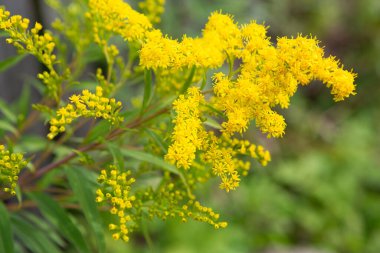 Doğal ortamda Mimosa çiçeği