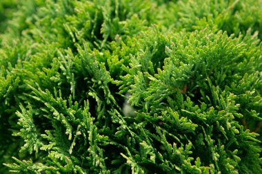 Thuja Occidental fundalığı, selvi familyasından bir kozalaklı ağaçtır. Macro selvi ve sedir tohumlarının arka plan deseni. Kozalaklı sedir ağacı yapraklı yeşil doku.