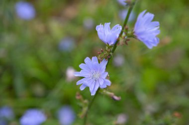 Farklı bir tarla otunun arka planında vahşi hindiba çiçeği.