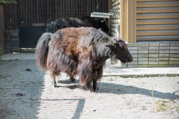 Bue nero alimentato in uno zoo in vista — Foto Stock