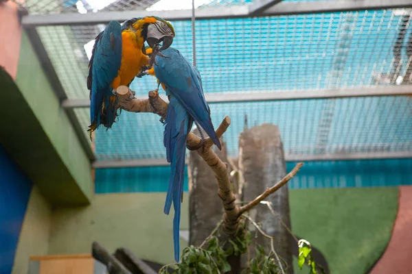 Hayvanat bahçesinde bir çift papağan. — Stok fotoğraf
