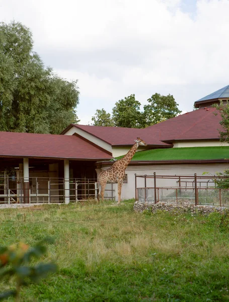 Hayvanat bahçesinin yanında duran sevimli zürafa.