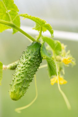 Sera salatalığının gelişimi ve gelişimi