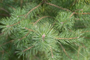 Güzel yeşil çam dalları