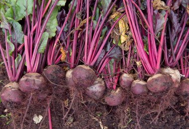 Taze pancarlar bahçede toplandı ve kuruması için güneşe bırakıldı.