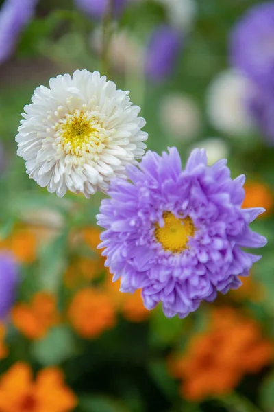 Aster - an ornamental plant with beautiful inflorescences-baskets. — Stock Photo, Image