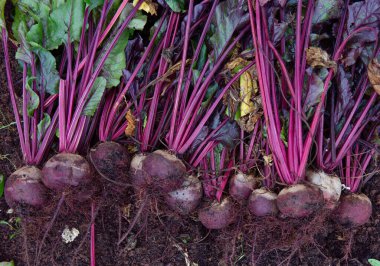 Taze kazılmış pancarlar çimlere yayılmış.
