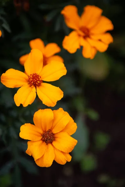 Orange garden flowers bloomed in the autumn garden — Stock Photo, Image