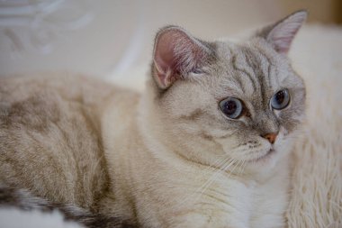 Gri çizgili mavi gözlü İngiliz kedisine yakından bakın. Evcil hayvanlar ve yaşam tarzı konsepti.