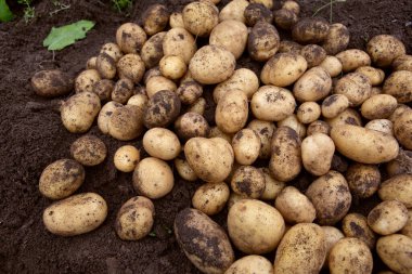 Çiftlik arazisinde taze kazılmış patatesler. Taze hasat