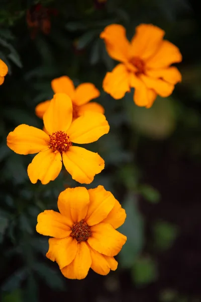 Flores Alaranjadas Brilhantes Jardim Outono Rural — Fotografia de Stock