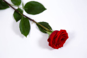 Egy virágzó vörös rózsa fekszik átlósan egy elszigetelt fehér háttér
