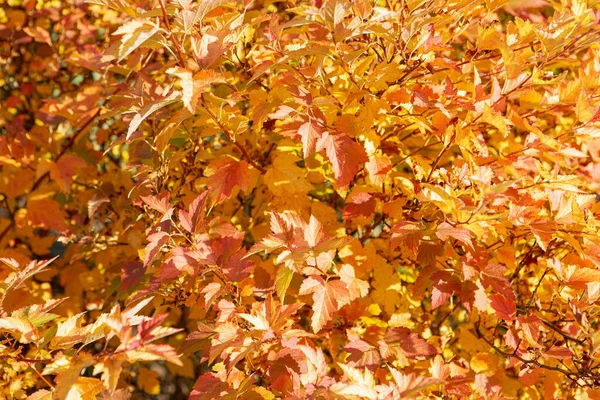 Helder Geel Oranje Herfstbladeren Bush Verlicht Door Fel Zonlicht — Stockfoto