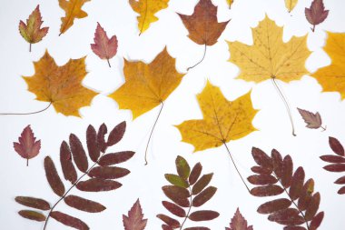 Parlak, güzel ve renkli sonbahar yapraklarını beyaz bir arka planda izole et