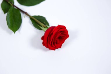 Çiçek açan kırmızı bir gül, izole edilmiş beyaz bir arkaplanda çapraz yatar.