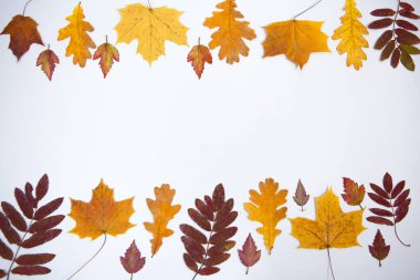 Beyaz izole bir zemin üzerinde çeşitli ağaç türlerinin parlak sonbahar yaprakları