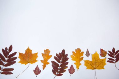 Beyaz izole bir zemin üzerinde çeşitli ağaç türlerinin parlak sonbahar yaprakları yazmak için boşluk ile