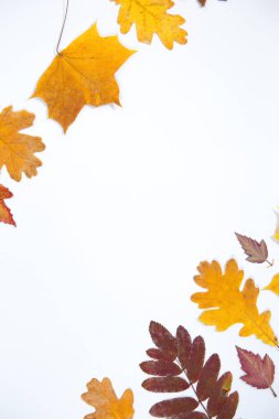 Beyaz izole bir zemin üzerinde çeşitli ağaç türlerinin parlak sonbahar yaprakları. Fotoğraf üstten.