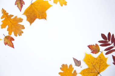 Beyaz izole bir zemin üzerinde çeşitli ağaç türlerinin parlak sonbahar yaprakları yazmak için boşluk ile