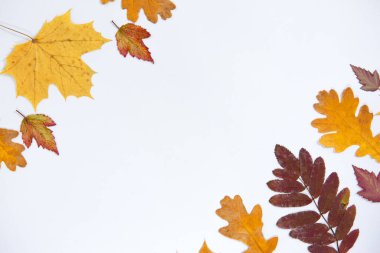 Beyaz izole bir zemin üzerinde çeşitli ağaç türlerinin parlak sonbahar yaprakları yazmak için boşluk ile