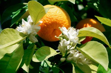 Olgun mandalina ve çiçekli bir ağacın meyvesidir. Olgunlaşma, iyi hasat, vitaminler, sağlıklı gıda sürekli bir döngü