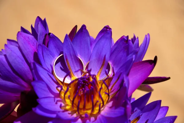 Gold wedding rings on Beautiful purple lotus flowers on the foto of sand. Close-up. A symbol of Buddha, a wedding, a bond of marriage